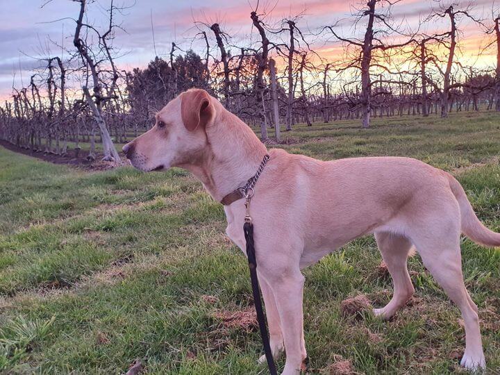 Origin of NZ Drug Detector Dogs NZ Detector Dogs